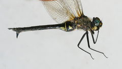 Somatochlora exuberata