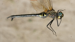 Somatochlora exuberata