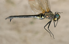 Somatochlora exuberata