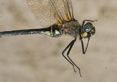 Somatochlora exuberata
