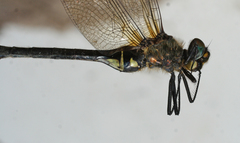 Somatochlora exuberata