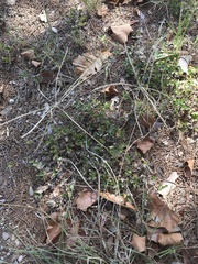 Chloris andropogonoides