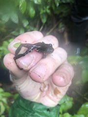 Pristimantis ventrimarmoratus