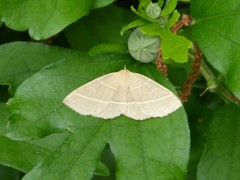 Trisateles emortualis