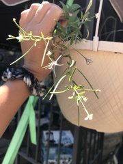 Epilobium glaberrimum glaberrimum