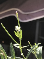 Epilobium glaberrimum glaberrimum