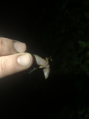 Gelanesaurus flavogularis