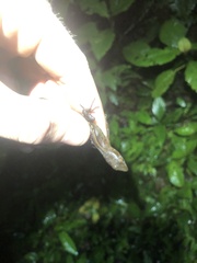 Gelanesaurus flavogularis