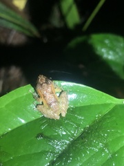 Pristimantis incomptus