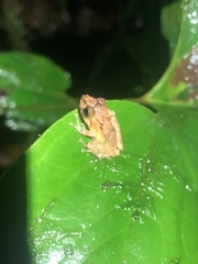 Pristimantis incomptus