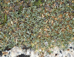 Astragalus kentrophyta