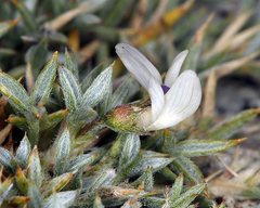 Astragalus kentrophyta