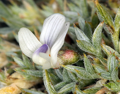 Astragalus kentrophyta