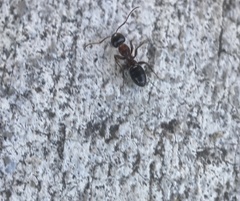 Camponotus anthrax