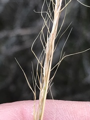 Trisetopsis imberbis