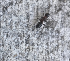 Camponotus anthrax