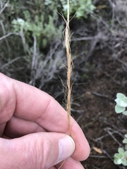 Trisetopsis imberbis