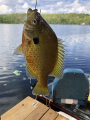 Lepomis gibbosus × macrochirus