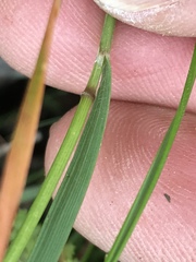 Trisetopsis imberbis