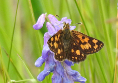Carterocephalus mandan