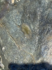 Leptoplanoidea