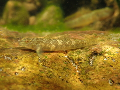 Rhinogobius leavelli