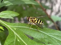 Syrphus knabi