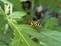 Syrphus knabi