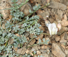 Astragalus ravenii