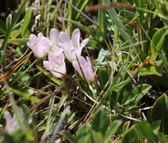 Lysimachia tenella
