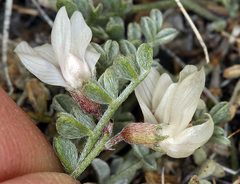 Astragalus ravenii