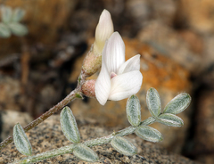 Astragalus ravenii