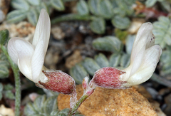 Astragalus ravenii
