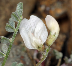 Astragalus ravenii