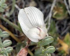 Astragalus ravenii