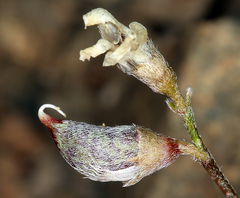 Astragalus ravenii