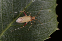 Phytocoris pulchellus