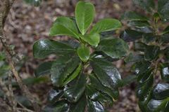 Ilex anomala