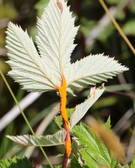 Triphragmium ulmariae