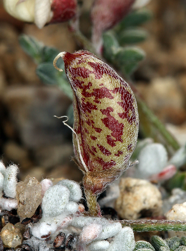 Astragalus ravenii