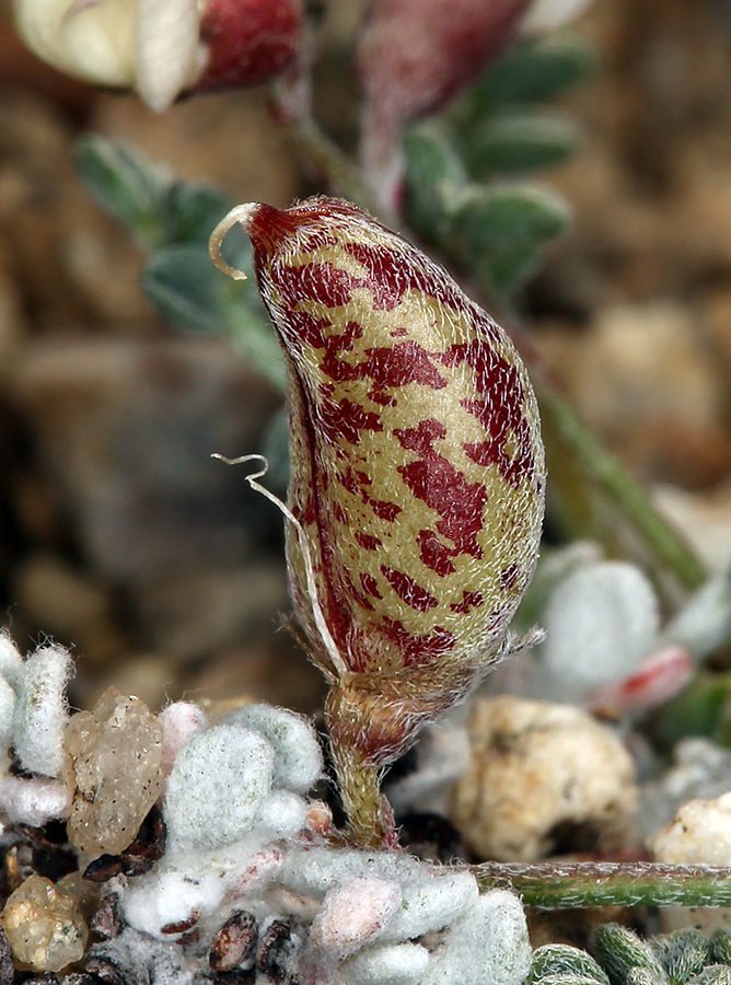 Astragalus ravenii