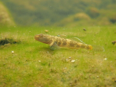 Rhinogobius leavelli