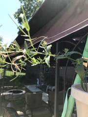 Epilobium glaberrimum glaberrimum
