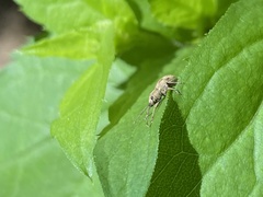 Calomycterus setarius