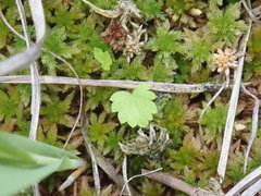 Hesperocodon hederaceus