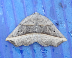 Metanema determinata