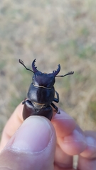 Lucanus tetraodon