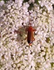 Rhagonycha fulva