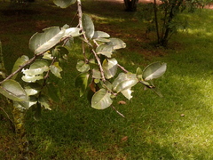 Xylosma spiculifera