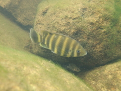 Heterotilapia buettikoferi